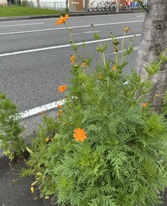秋?